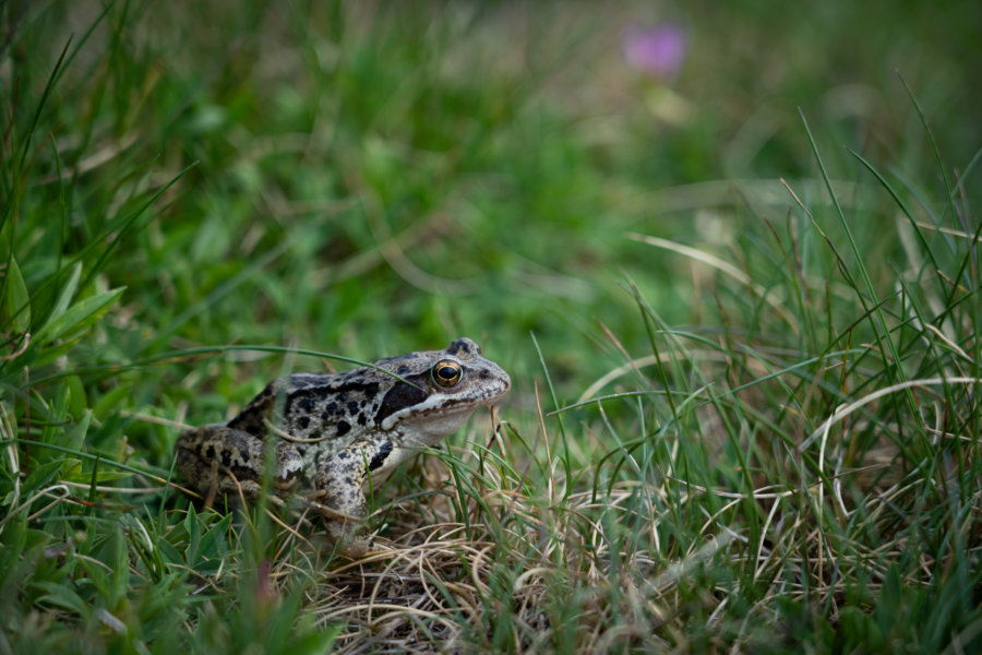 Grenouille