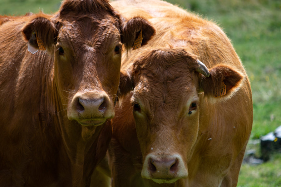 Face à deux vaches dans la montagne