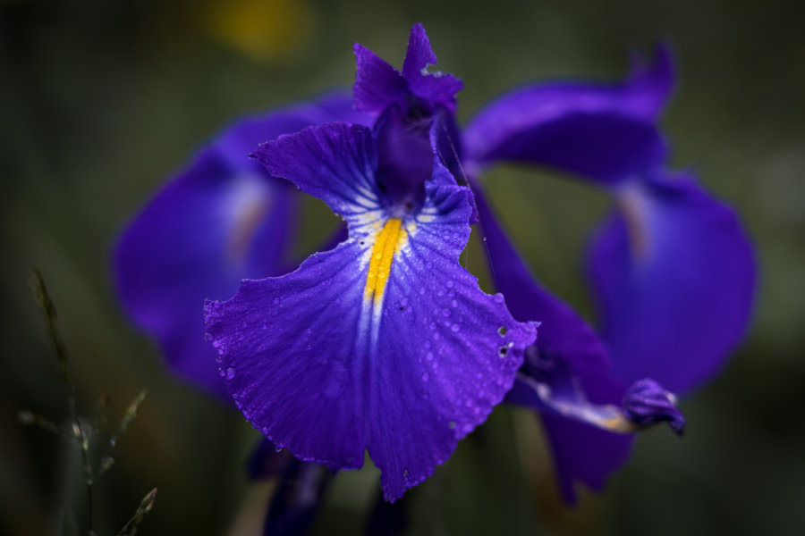 Iris des Pyrénées