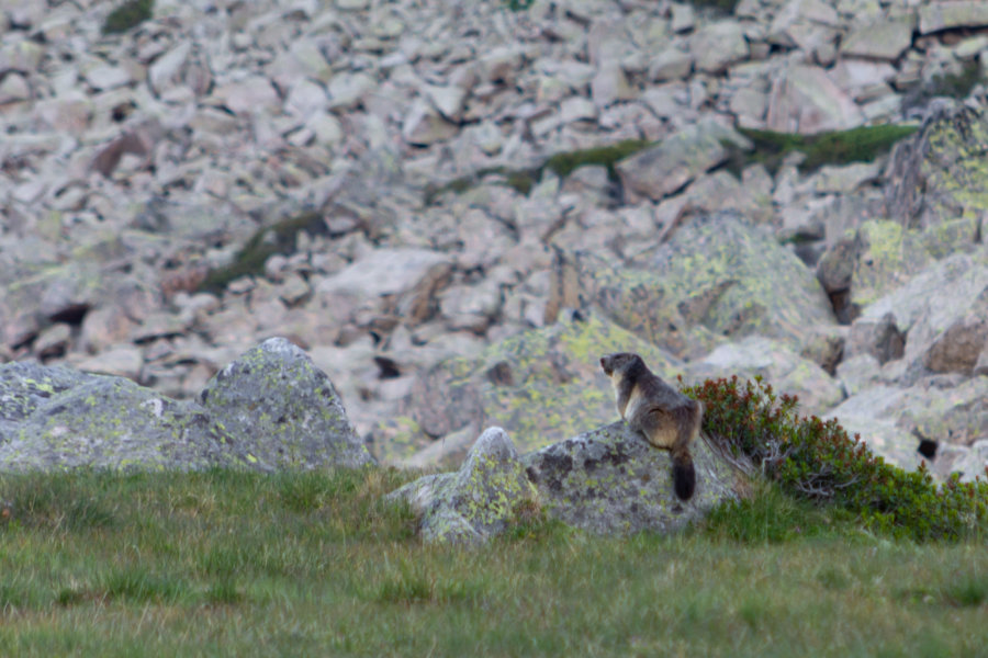 Marmotte à la montagne