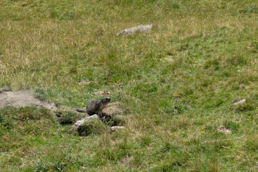 Marmotte dans les Hautes-Pyrénées