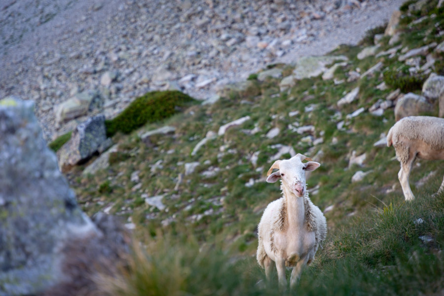 Moutons à la montagne, Pyrénées