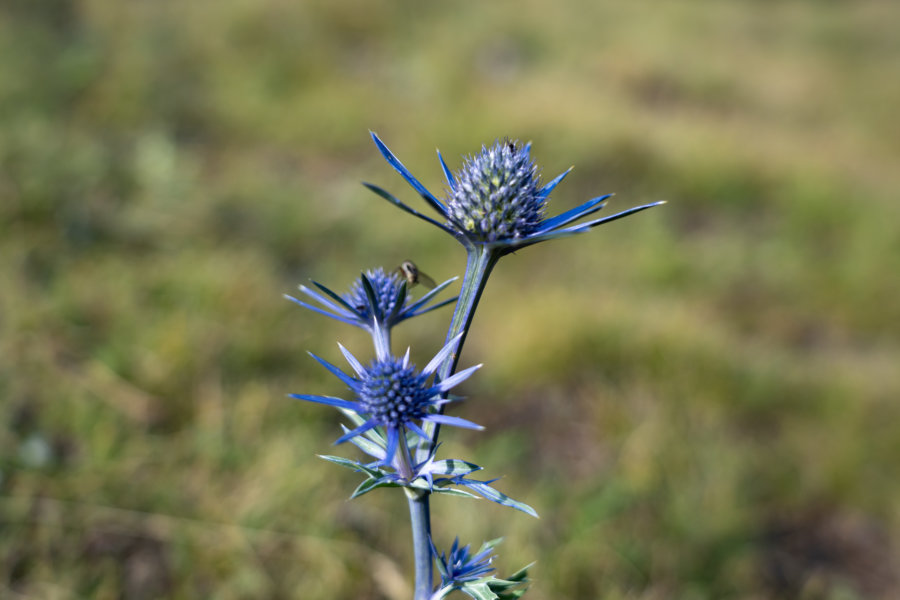 Le panicaut, chardon bleu des Alpes