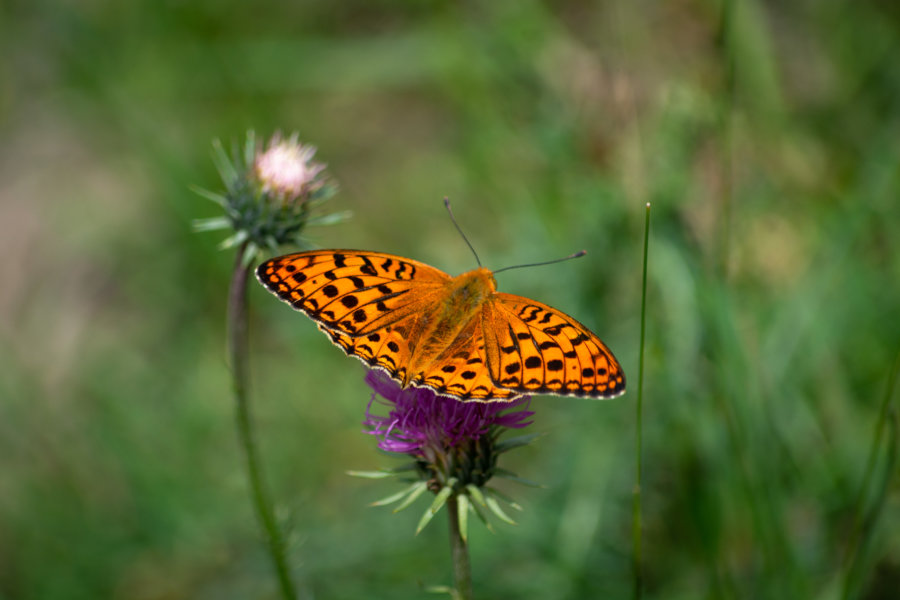 Papillon orange sur un chardon