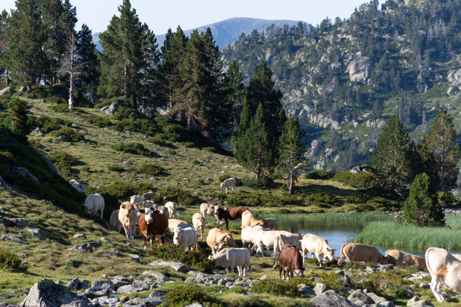 Troupeau de vaches dans les Pyrénées