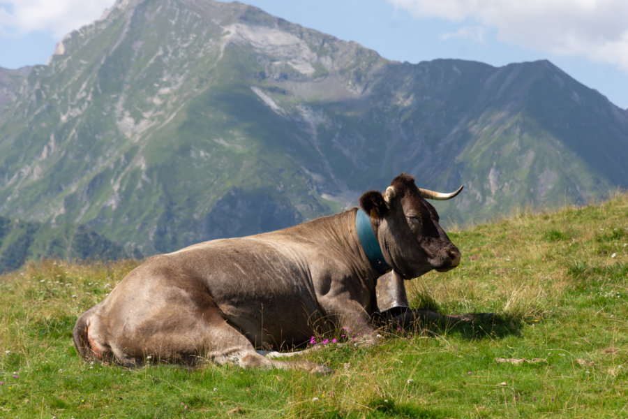 Vache dans la montagne au col d'Azet, Hautes-Pyrénées