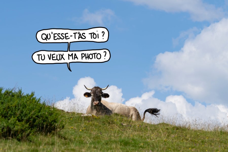 Vache : tu veux ma photo ?