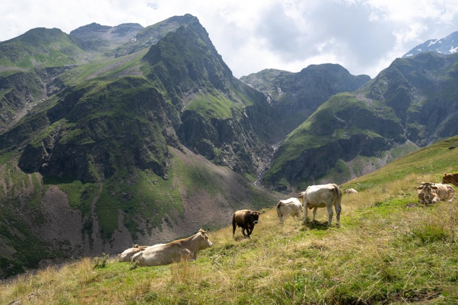 Vaches dans la vallée de Gela, Barroude