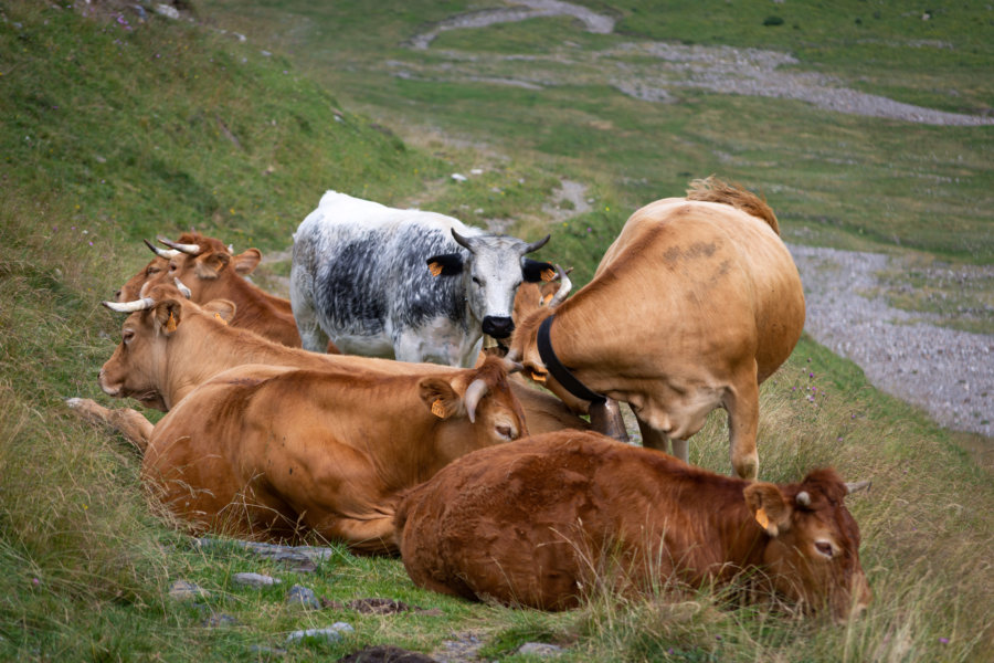 Vaches posées sur le chemin de randonnée dans les Pyrénées
