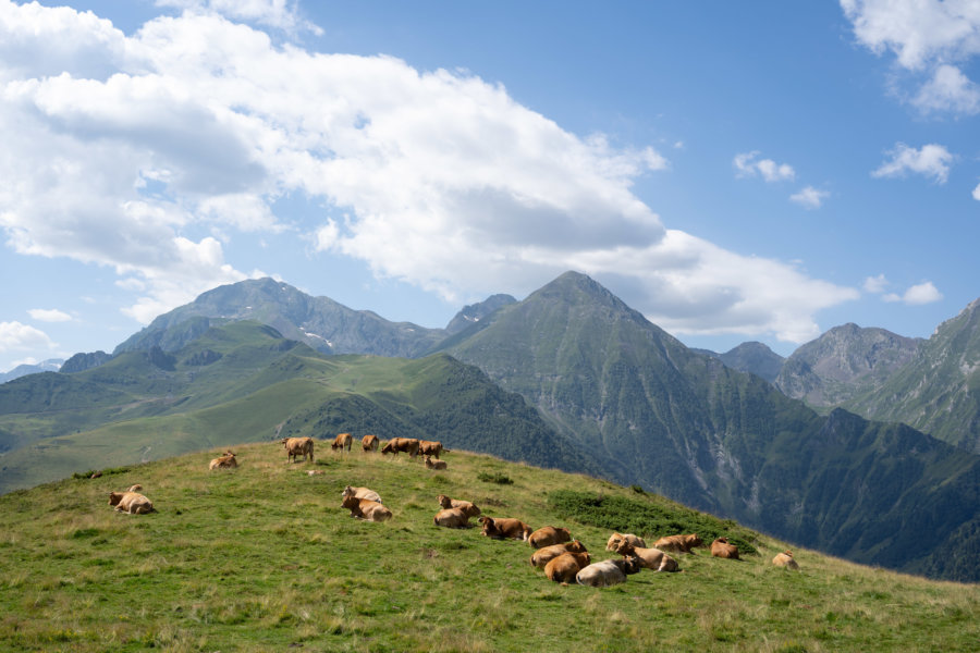 Vaches dans la montagne, les Pyrénées au Col d'Azet