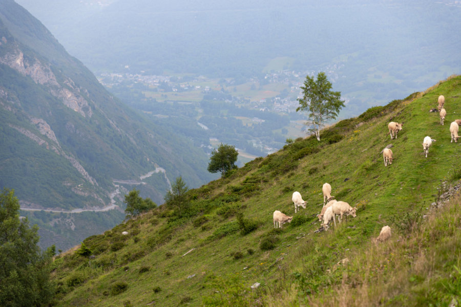 Vaches sur les montagnes de Saint-Lary-Soulan