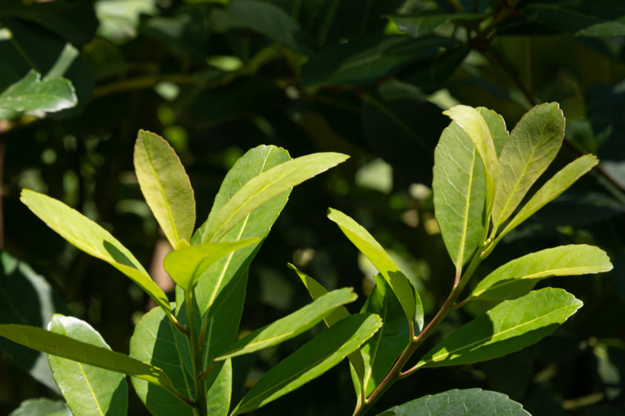 Plante yerba maté