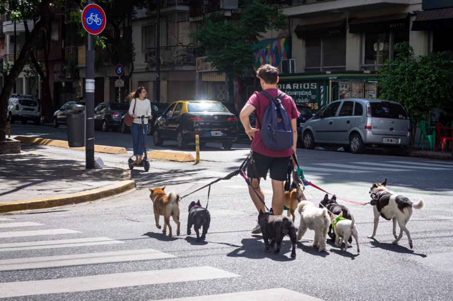 Promeneur de chiens à Palermo, Buenos Aires