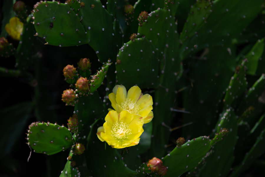 Cactus et fleur jaune