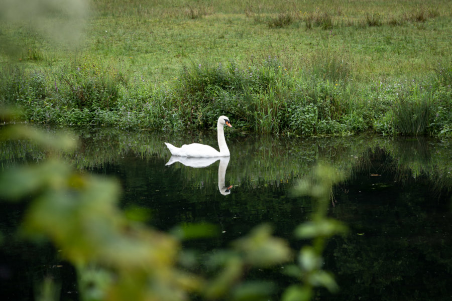 Cygne sur un lac