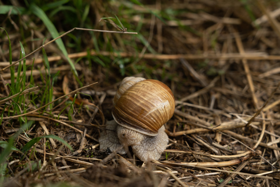 Gros plan sur un escargot