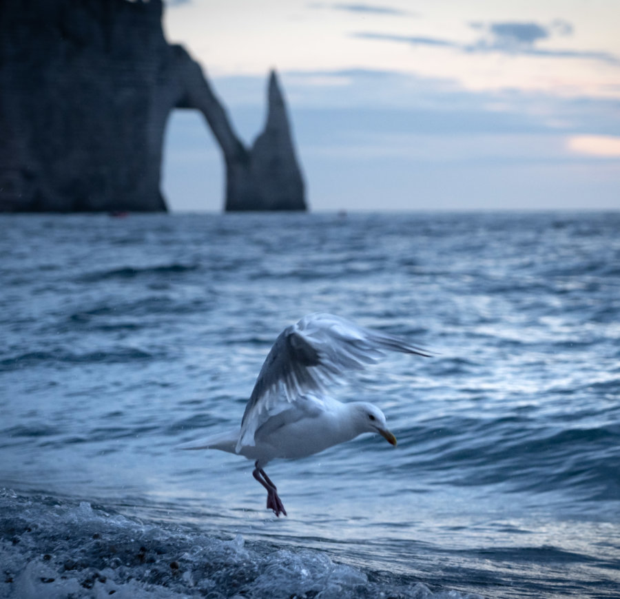 Atterrissage de goéland à Etretat