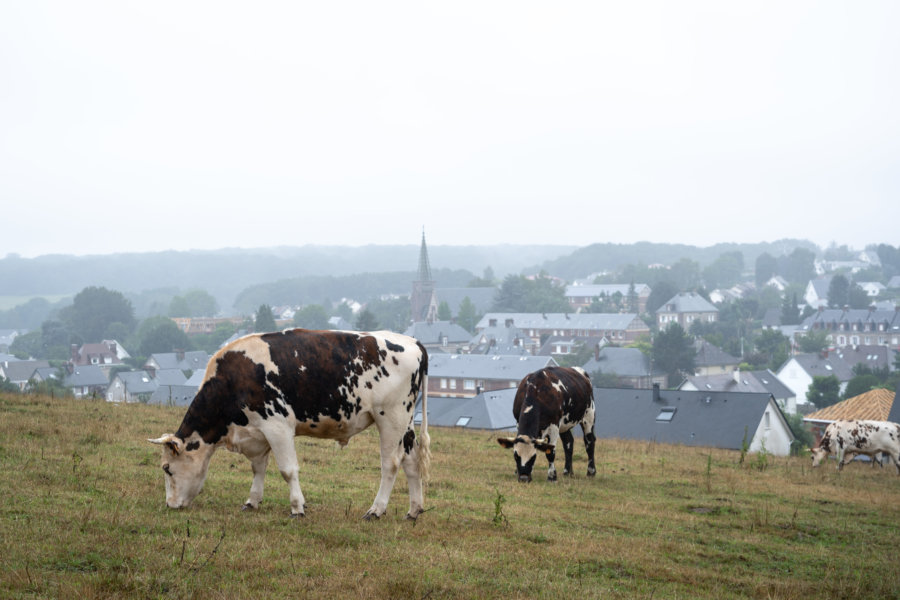 Vaches à Fontaine-la-Mallet en Normandie