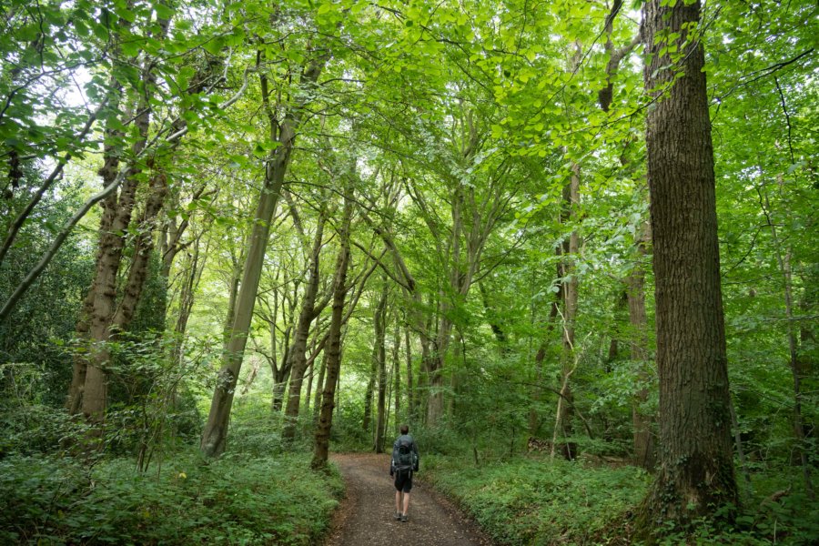 Randonnée en forêt au Cap d'Ailly