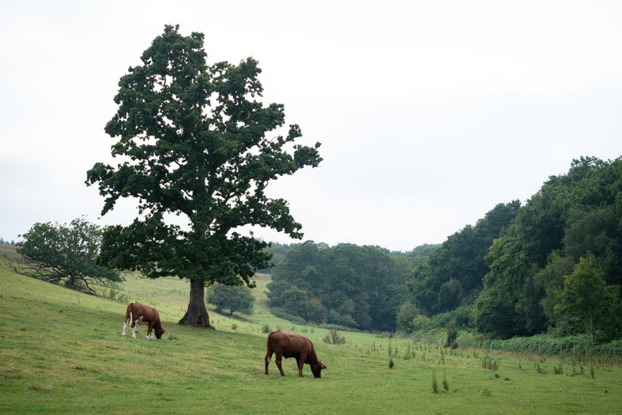 Paysage près forêt près de Gonneville en Seine-Maritime