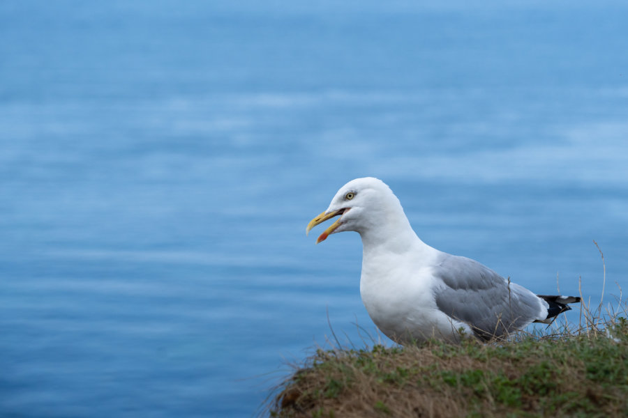 Goéland mécontent en bord de mer