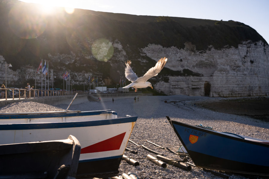 Goéland sur la plage d'Yport en Normandie