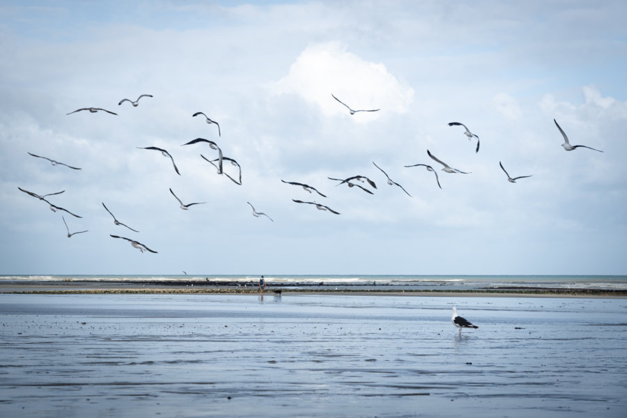 Goélands sur la plage de Quiberville et Sainte-Marguerite-sur-Mer