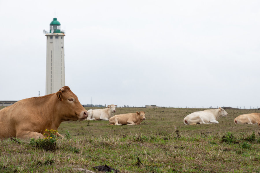 Vaches au phare d'Antifer