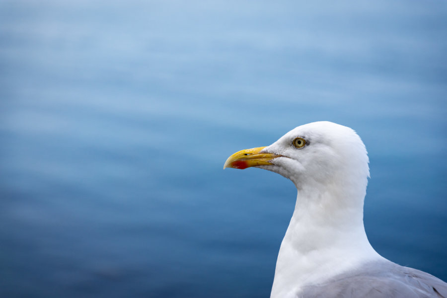 Portrait de goéland de profil