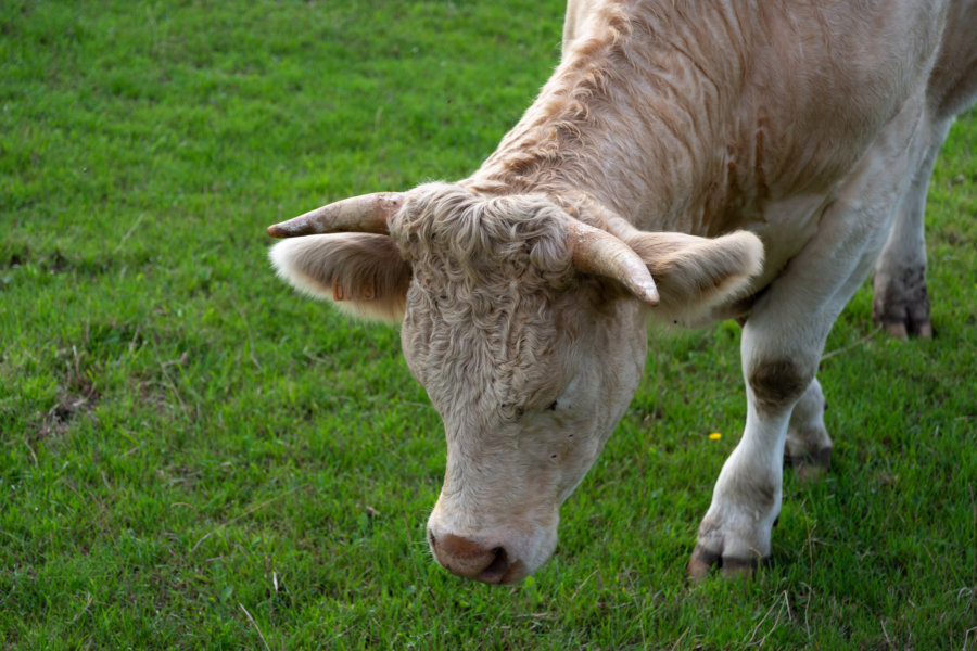 Une vache qui broute