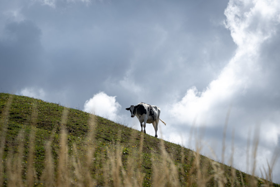 Vache sur une colline en Normandie