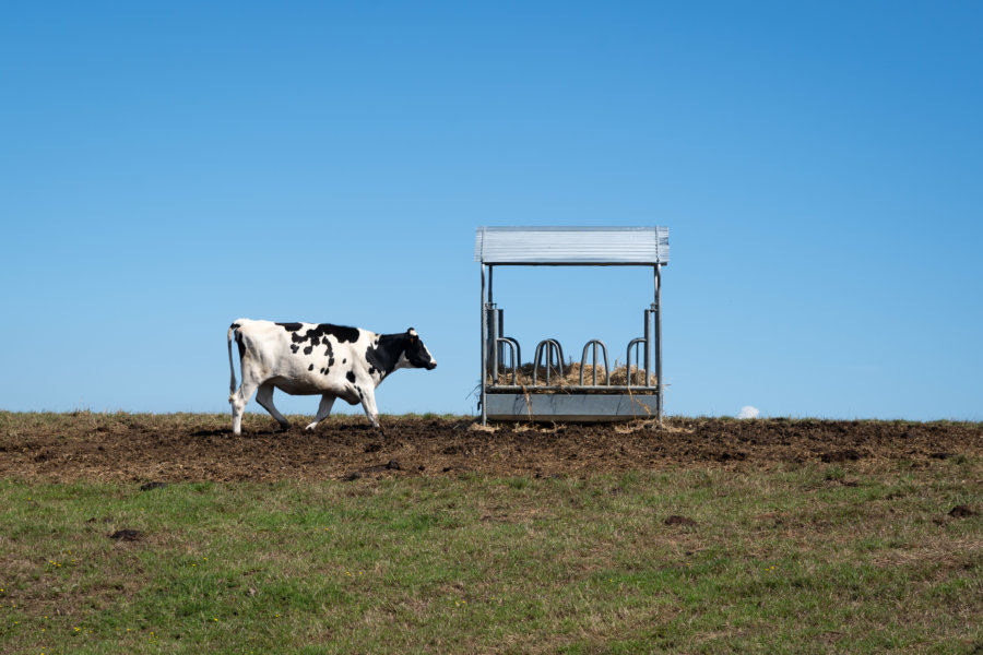 Vache normande dans un champ