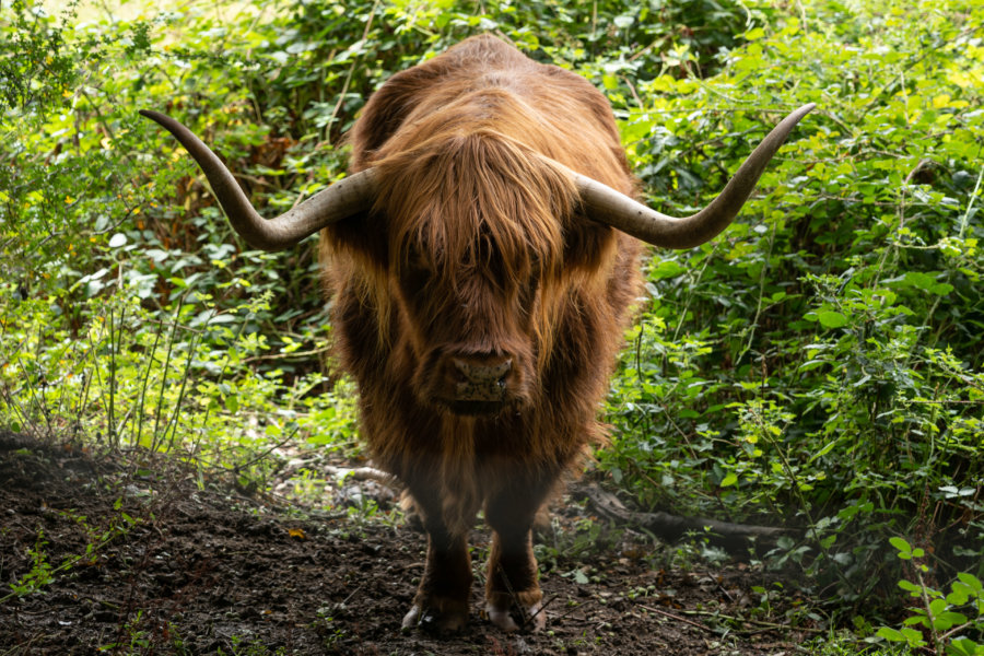 Vache Shetland en Normandie