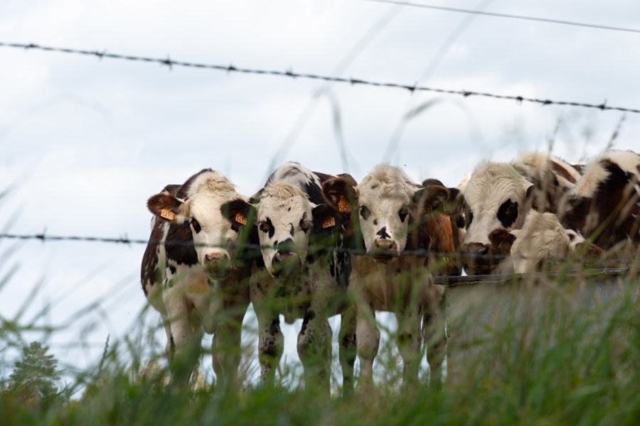 Vaches curieuses en Normandie