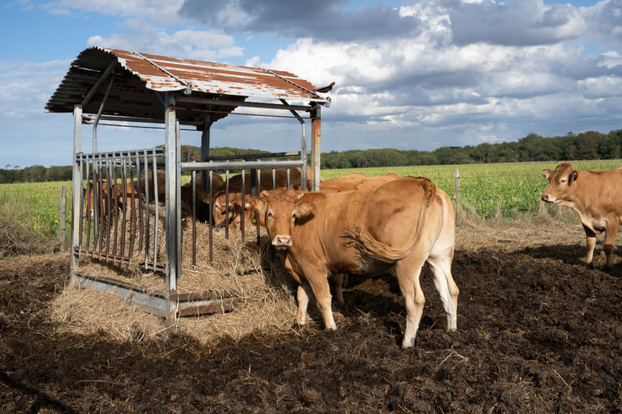 Vaches sur le chemin de randonnée du GR21