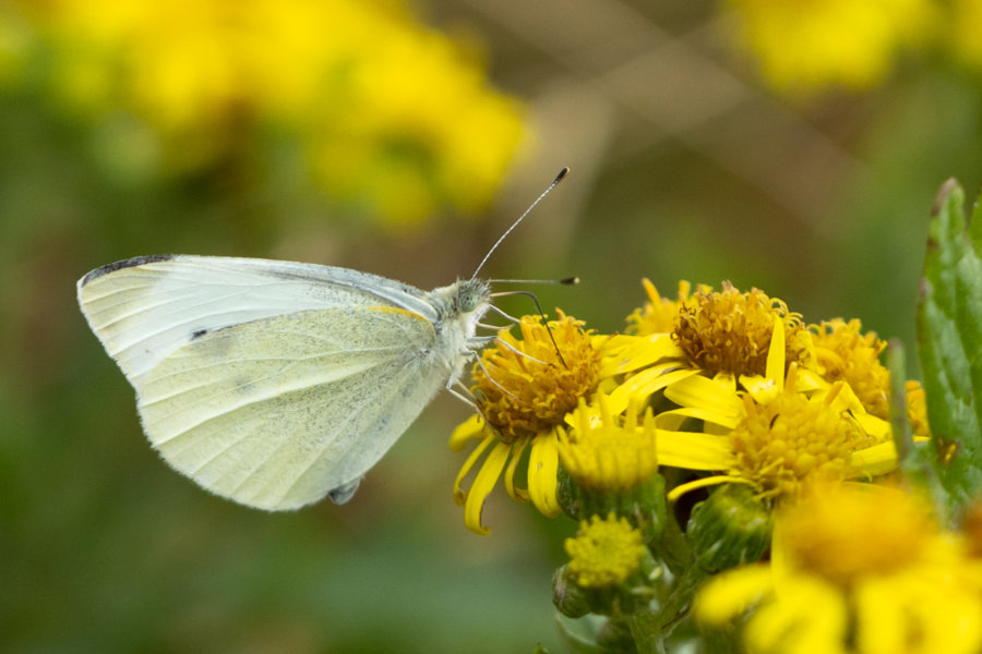 Gros plan sur un papillon et fleur jaune