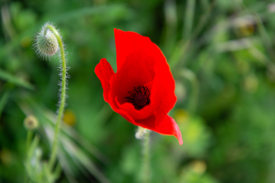 Coquelicot