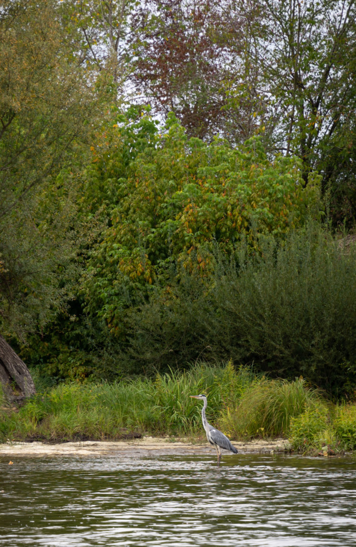 Héron cendré sur la Dordogne