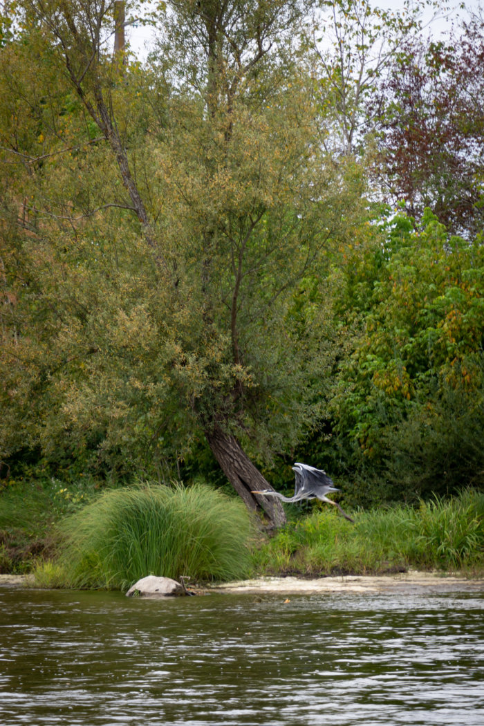 Vol d'un héron cendré en Dordogne