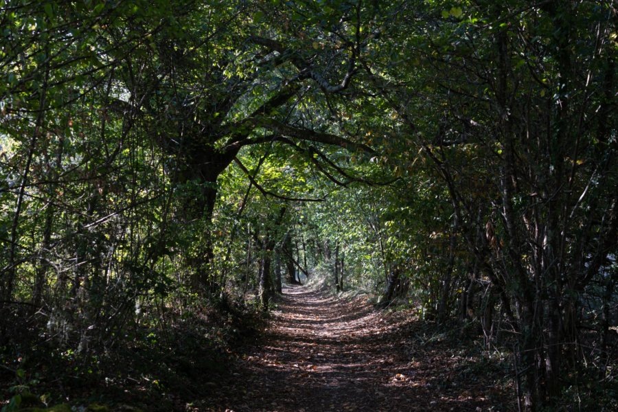 Randonnée en Dordogne dans la forêt près de Castelnaud