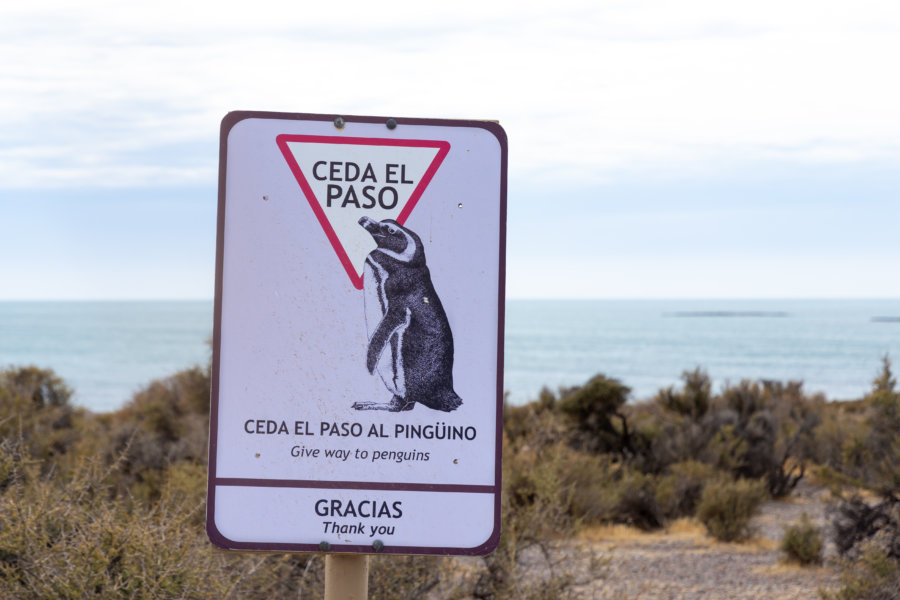 Cédez le passage aux manchots