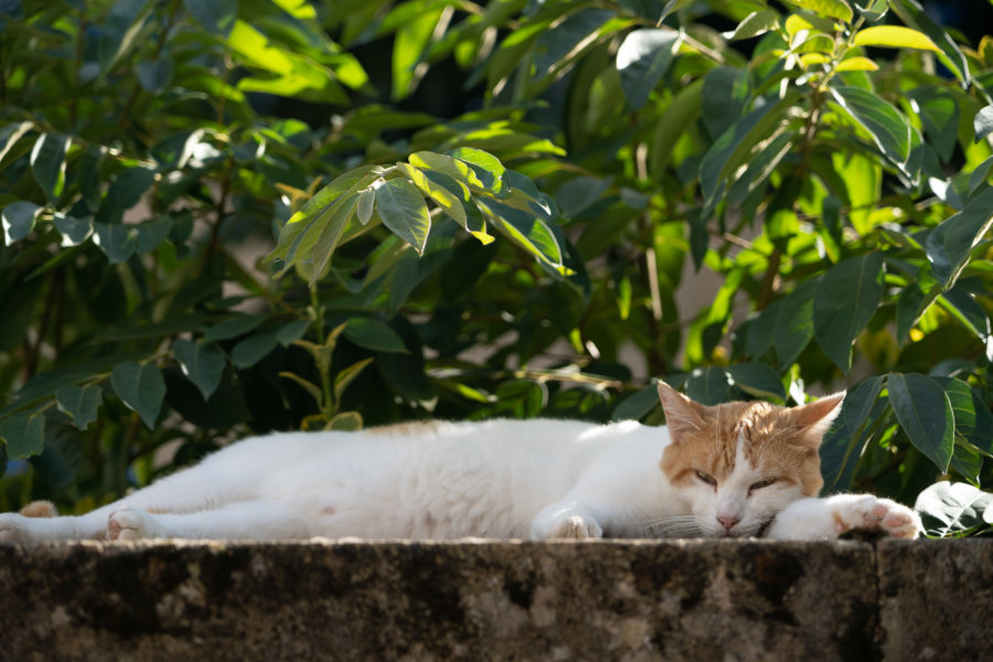 Chat dans une ruelle de Montignac, Vallée de la Vézère