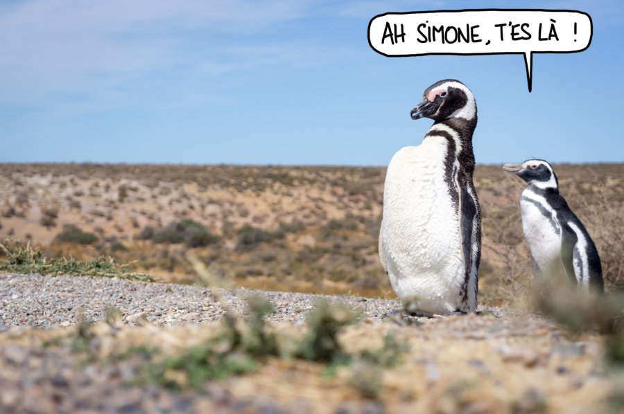 Deux manchots de Magellan, Punta Tombo, Argentine