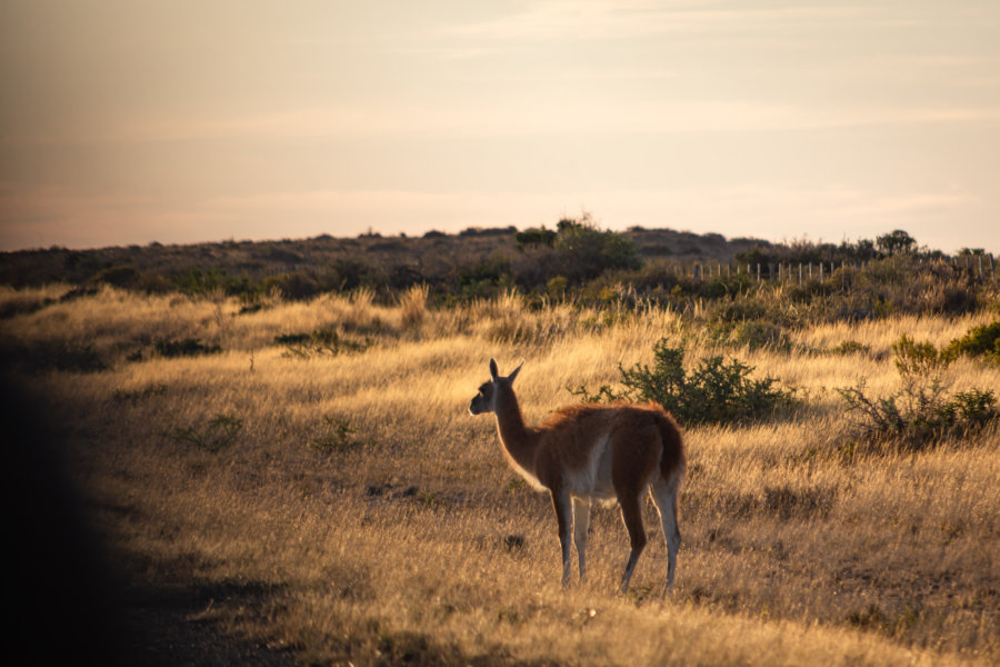 Guanaco au coucher du soleil à Valdès