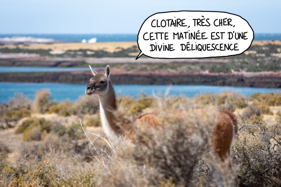 Guanaco à Punta Tombo en Patagonie argentine