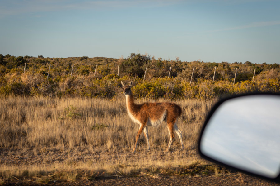 Guanaco dans la péninsule de Valdès