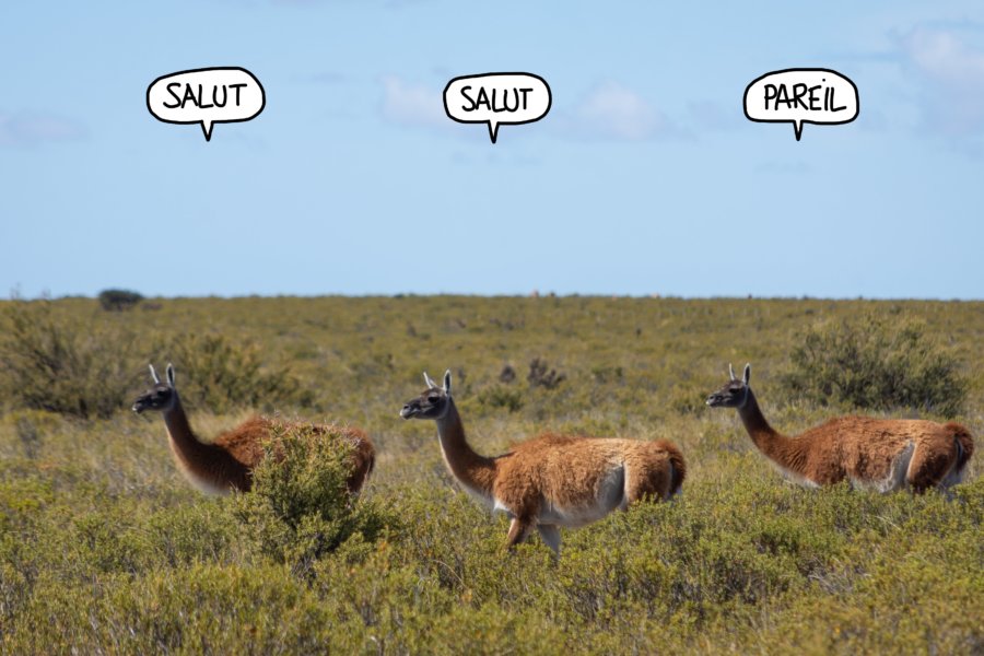 Guanacos sur la péninsule de Valdès en Patagonie