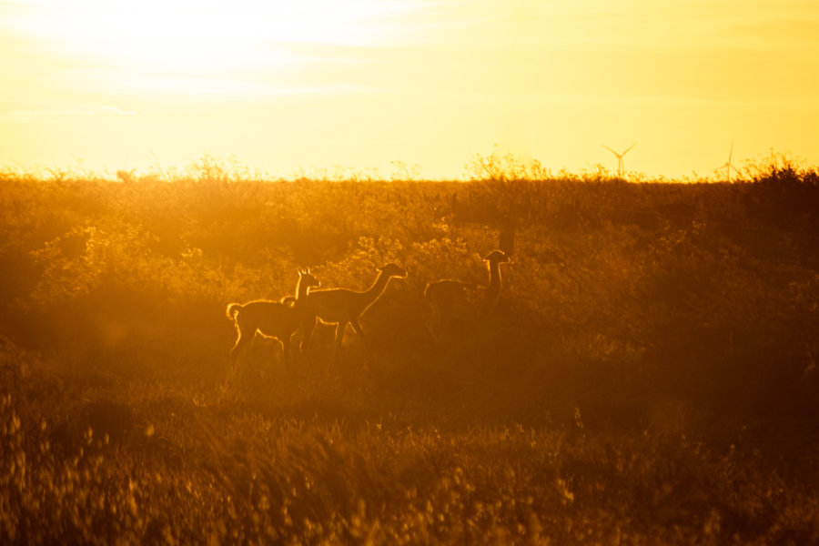 Guanacos à Valdès en Patagonie au coucher du soleil