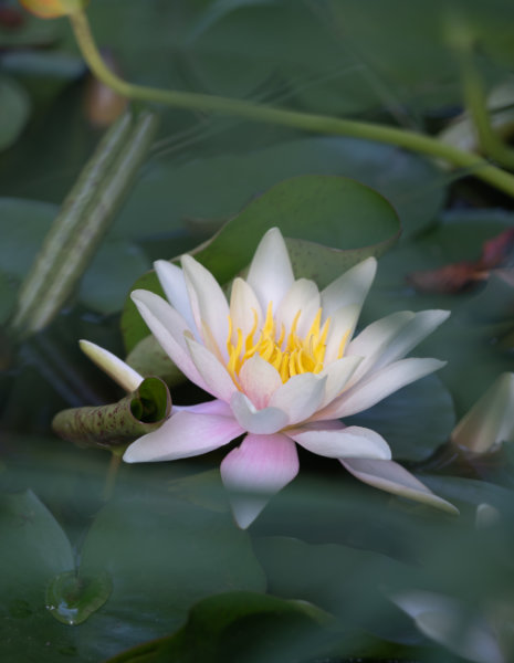 Fleur de lotus dans les jardins de Limeuil