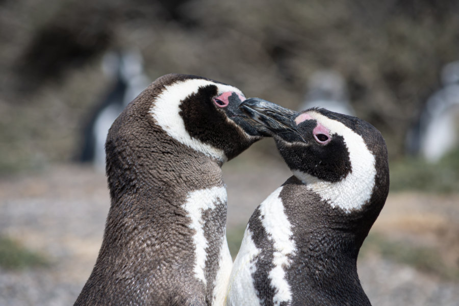 Couple de manchots qui se bécotte, Punta Tombo